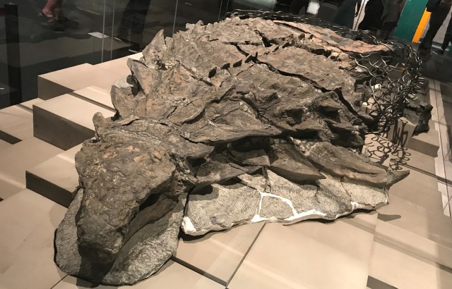 Nodosaur