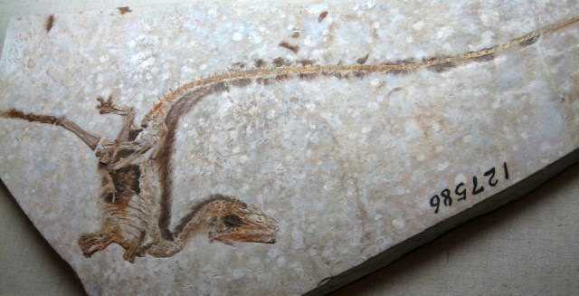 Sinosauropteryxfossil image