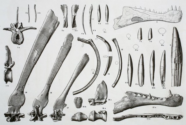 Spinosaurus_holotype bones